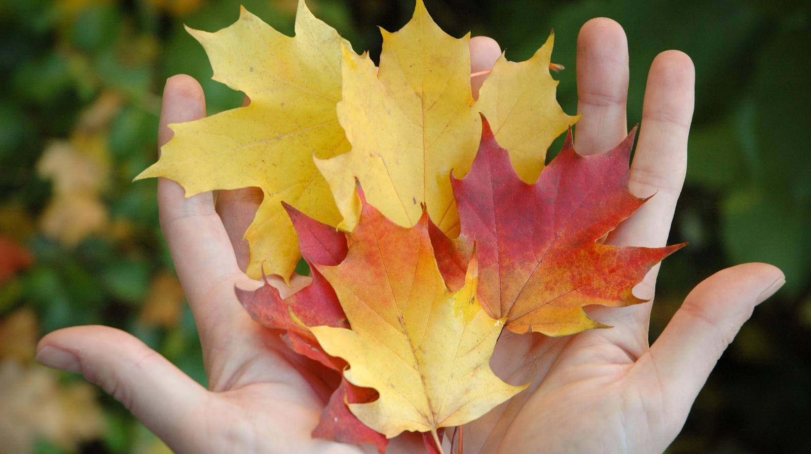 Oransje rogneblad i høstskrud, mot kald blå himmel